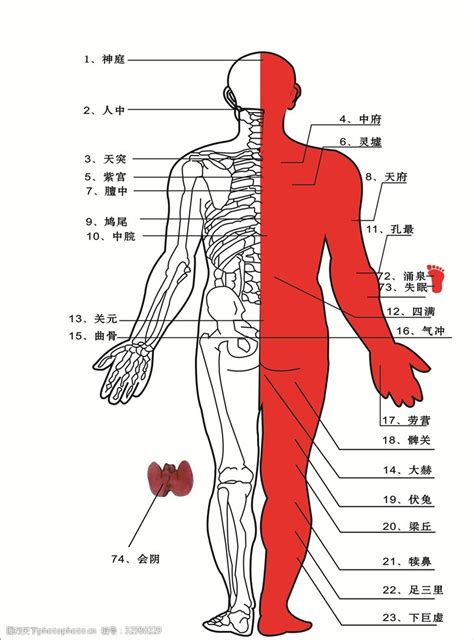 人身體部位|人体部位图片与名称